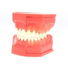 Teeth Typodont Dental Model – Eruption Development, Deciduous Teeth, Dental Educ
