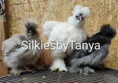 6+ Fertile Bantam Silkie Chicken Hatching Eggs. Frizzles/ Satins Possible.
