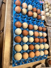 18 Rainbow Hatching Eggs Marans Olive Dark Fibro Bloom NPIP *read description*