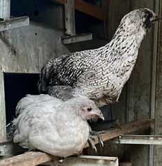 12 BYM Chicken Hatching Eggs Ameraucana Orpington Wyandotte Maran Cochin Brahma