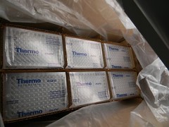 Thermo 442404 Clear Flat-Bottom Immuno Nonsterile 96-Well Plates 0.4 mL, 60/CS