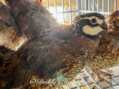 10++Georgia Giant Bobwhite Quail Fertile Hatching Eggs