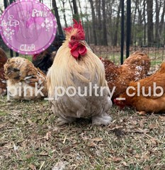 8 RARE high quality Bantam Cochin hatching eggs Mottled Porcelain Mille Frizzle