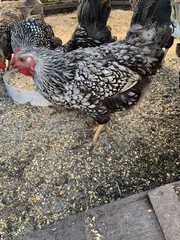 silver laced wyandotte hatching eggs