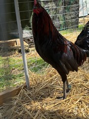 8 + Mug, Pumpkin, Blue, Black, RQ cross chicken hatching eggs