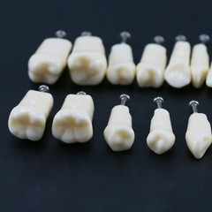 Dental Typodont Replacement Screw-in Teeth Model fit Kilgore NISSIN 200/500 Type