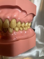 Nissin G.O.F.A. Typodont Natural Study Model D-2501 for Dentistry Lab