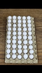 100 Northern Bobwhite Quail Hatching Eggs – NPIP Cert – FREE SHIPPING