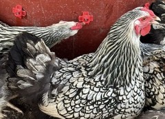 Silver Laced Whyndotte Hatching Eggs 12+2 Eggs