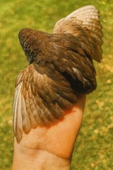 12 Exotic Button Quail Hatching Eggs Chinese Painted SPECIAL RARE ~ TPB Farms 🦚