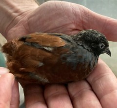 25 BUTTON QUAIL EGGS from 12+ vars ships 2 day FEDEX PLEASE READ Carton Packed