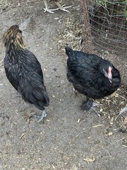 12+6 Fresh Fertile Hatching Eggs, Blue, Green, Mint, Olive, BYM +Cemani +