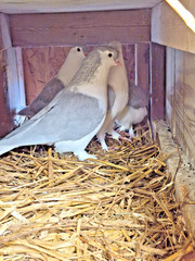 3 FERTILE MULTI COLOR MIX PIGEONS LAHORE & CAPUCHINE PIGEON HATCHING EGGS USPS