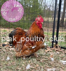 8 RARE high quality Bantam Cochin hatching eggs Mottled Porcelain Mille Frizzle