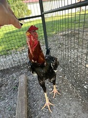 15+ Indio Gigante Hatching Eggs. Brazil NPIP ~ AI. TALLEST CHICKEN IN WORLD 🌎
