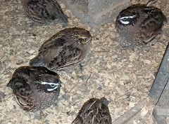 18+ Georgia Giant Bobwhite Quail Fertile Hatching Eggs (Colinus virginianus)NPIP