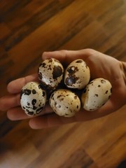 30+30 Extra large Jumbo white and Extra Large Jumbo Brown hatching eggs