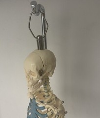 NEW 21 inch Tall Human Skeleton Model Skull Anatomical Model with Stand