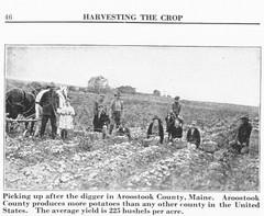 IH International More and Better Potatoes to the Acre Brochure