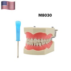 Columbia Dentoform 860 Dental Typodont Mounting Pole With 32pcs Removable Teeth