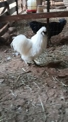 6 Pure Fancy & Rare Cross Chicken Hatching Eggs