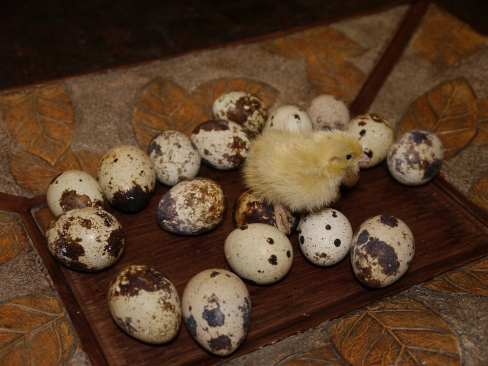 60 Jumbo White X Texas A&M coturnix Quail Hatching eggs