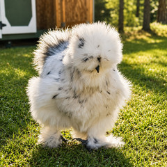 Silkie Hatching Eggs – Chocolate Mottled & Paint Lines – 12+ Fertile Eggs