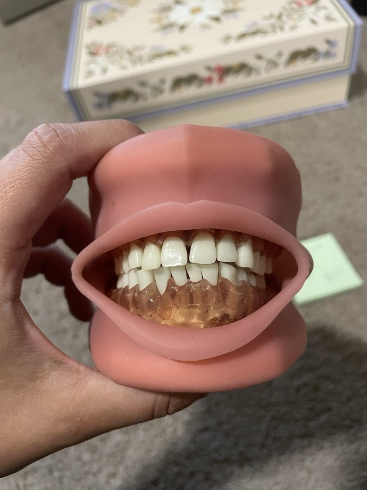 Dental Typodont Mouth Model Articulator with Teeth for Dentistry Lab Practice