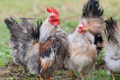 10+ Fertile Chicken Hatching Eggs Brahma Camani Serama Legbar Marans Owlbeard