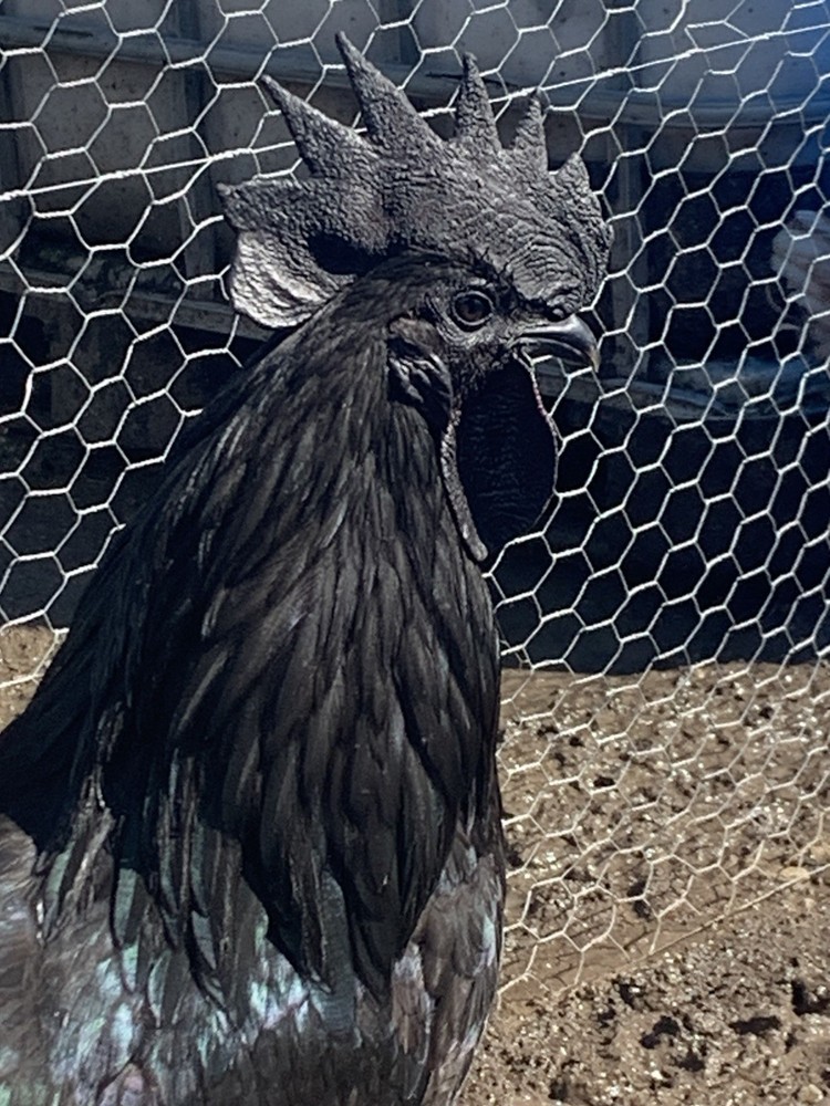 6 ayam cemani hatching Eggs/ 6 Silver Laced Wyandotte Hatching Eggs