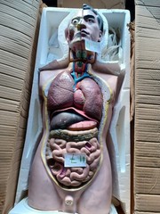 31 inches Male TALL PAUL Torso 19 Parts Anatomical Human Model MALE #7