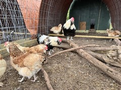 6+ LF Salmon Faverolle Hatching Chicken Eggs