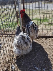 6+ Blue Splash English Orpington show quality hatching eggs