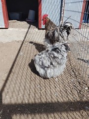6+ Blue Splash English Orpington show quality hatching eggs