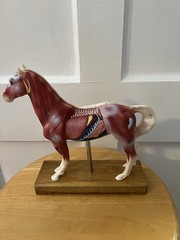 Horse Anatomical Teaching Model w/ Muscle Detail & Labeled Points on Wood Base