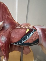 Horse Anatomical Teaching Model w/ Muscle Detail & Labeled Points on Wood Base
