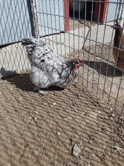 6+ Blue Splash English Orpington show quality hatching eggs