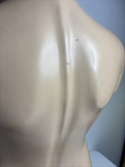 Denoyer-Geppert Body Torso Anatomical Model See Description