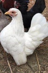 6 + 3 SQ Fresh Serama Hatching Eggs Splash Blue Black Chocolate Mottled! NPIP