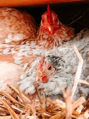 Bantam Cochin SMOOTH & FRIZZLE included 6 of each NPIP (12+ total) MIXED ORDER