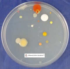 Nutrient Agar 23grams (Dehydrated)- Yields 1 Liter (40-50, 100mm plates)