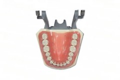 DENTAL TYPODONT OM 860 TEACHING MODEL WITH EXTRA SET OF TEETH (64 TOTAL TEETH)