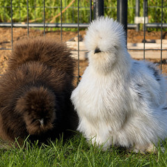 Silkie Hatching Eggs – Chocolate Mottled & Paint Lines – 12+ Fertile Eggs