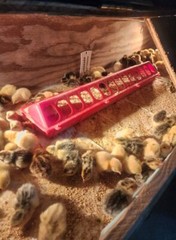 25+ Assorted Coturnix Fertile Quail Hatching Eggs – Variety Of Color