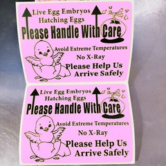200 Large 4″ x 3″ Handle with care Hatching Eggs Mailing Shipping Label sticker