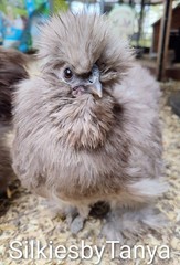 6+ Fertile Bantam Silkie Chicken Hatching Eggs. Frizzles/ Satins Possible.