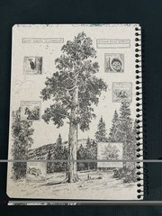 Everglades Decomposition Book: 100 Page College Ruled Composition Notebook Lined