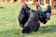 10+ Fertile Chicken Hatching Eggs Brahma Camani Serama Legbar Marans Owlbeard