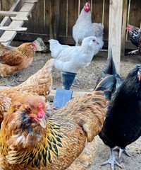 12 BYM Chicken Hatching Eggs Ameraucana Orpington Wyandotte Maran Cochin Brahma