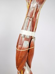 Vtg Anatomical Somso Muscle Arm Model with Shoulder Girdle (B)
